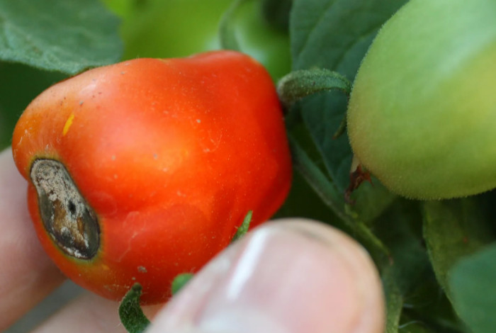 Почему чернеют помидоры – плоды, листья, стебель. что с этим делать