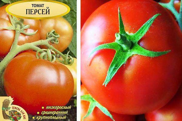 Томат персей: характеристика и описание среднеспелого сорта с фото