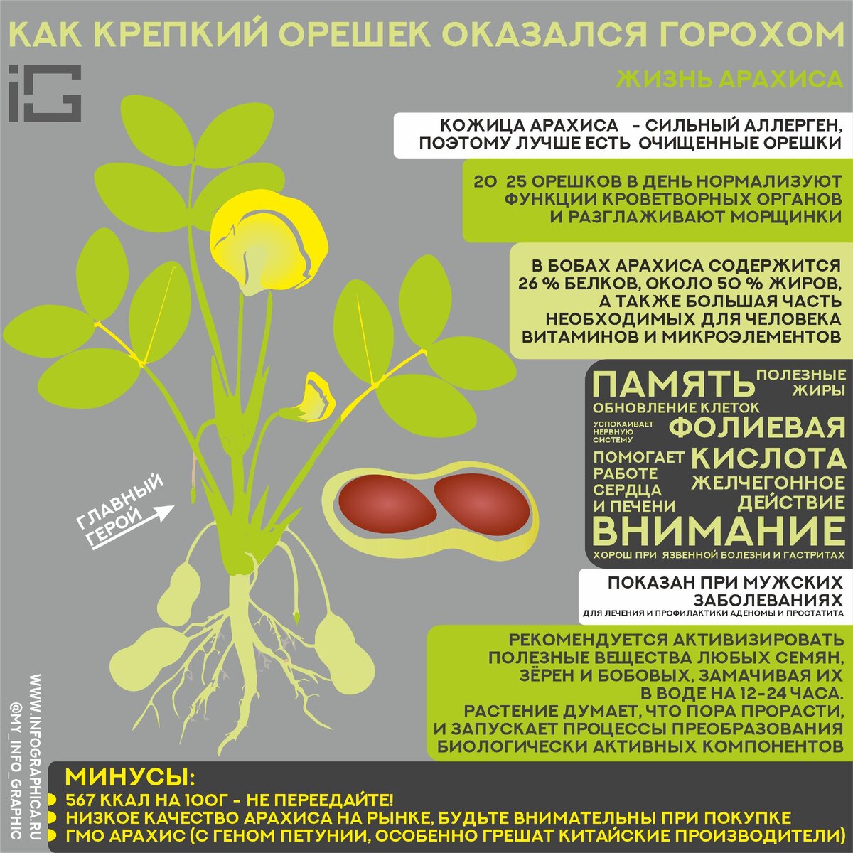 Как посадить арахис в домашних условиях в огороде и в теплице: как правильно сажать и вырастить в средней полосе россии, семена и рассада