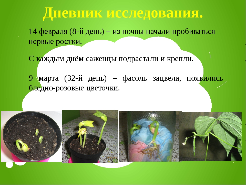 Как прорастить фасоль в домашних условиях для еды или посадки и выращивания
