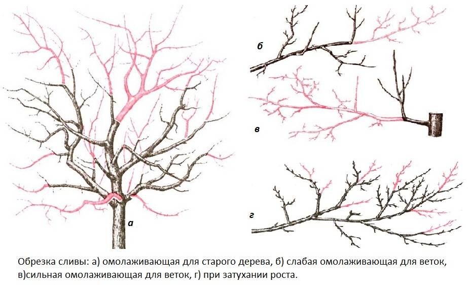 Весенняя обрезка вишни: пошаговые инструкции