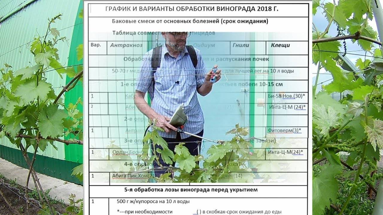 Как защитить виноград от ос: самые эффективные методы