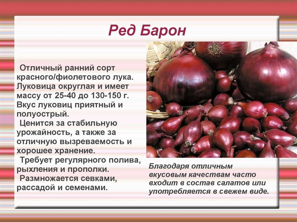 Лук ред барон — описание сорта