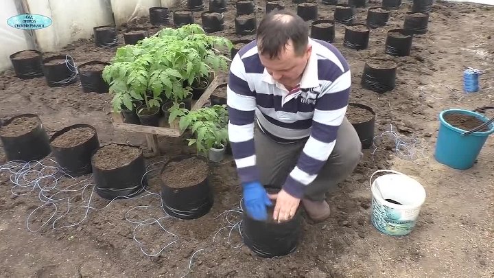Можно ли выращивать томаты в ведрах в теплице, как повысить урожай