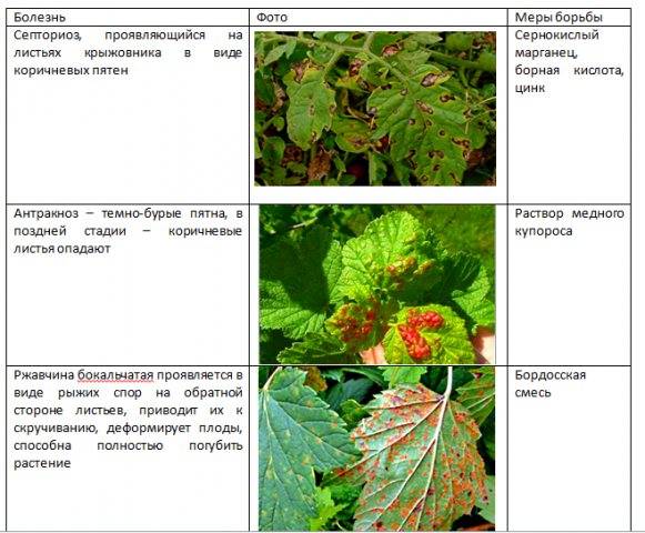 Вредители красной смородины описание с фотографиями и способы лечения болезни
