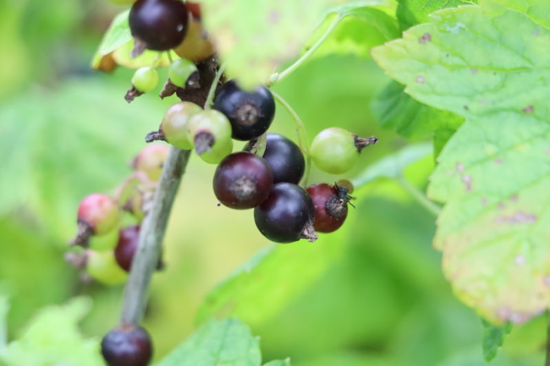 Почему не плодоносит черная смородина: почему нет ягод, что делать, почему не цветет красная, не растет, причины, цветет но не плодоносит | qlumba.com