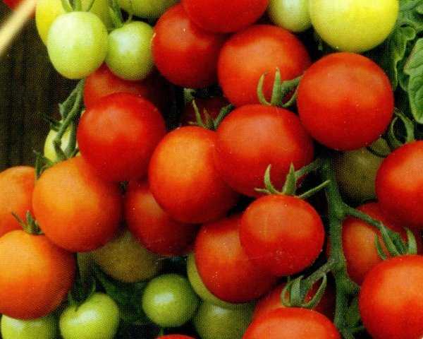 Томат - леопольд f1 - (14 фото): характеристика и описание сорта помидор, урожайность и высота куста, отзывы