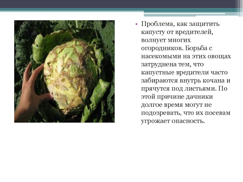 Болезни цветной капусты: фото, описание и лечение