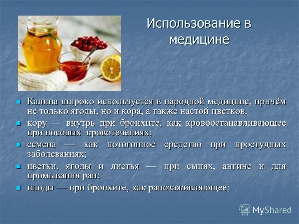 Ягода калина: польза и вред для здоровья женщин и мужчин