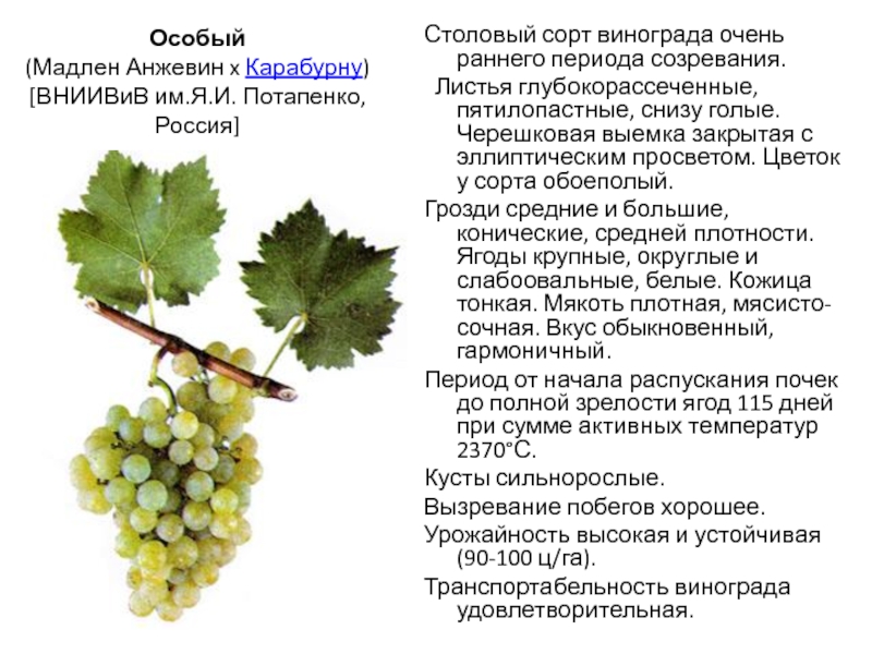 Крымчанка с особенностями: знакомство с сортом и выращивание винограда изюминка