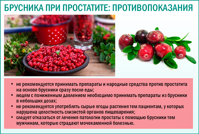 Ягода брусника: польза и вред для здоровья женщины и мужчины