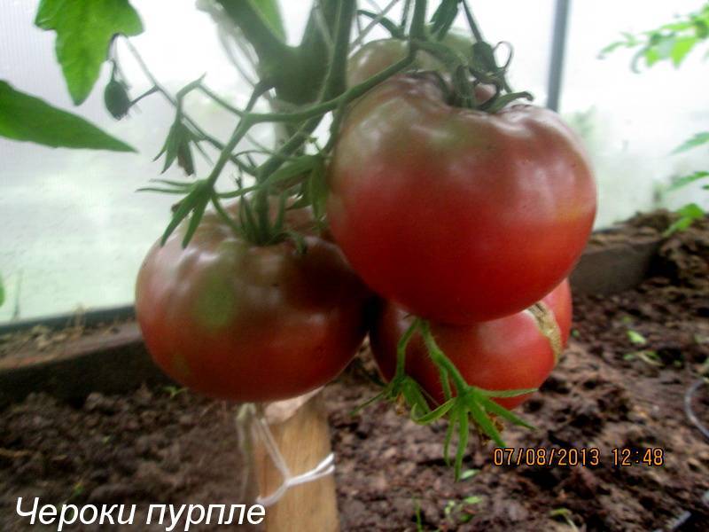 Томат чероки пурпле (cherokee purple): отзывы о помидорах фиолетовое сердце и фото, описание вариегатного сорта и характеристика