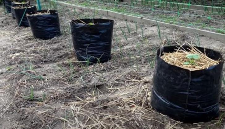 Выращивание огурцов в мешках - пошаговая инструкция