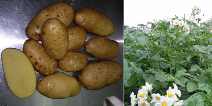 Картофель королева анна: описание сорта