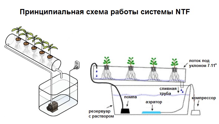 Выращивание клубники на гидропонике в домашних условиях: особенности, способы, питательный раствор, плюсы и минусы, уход
