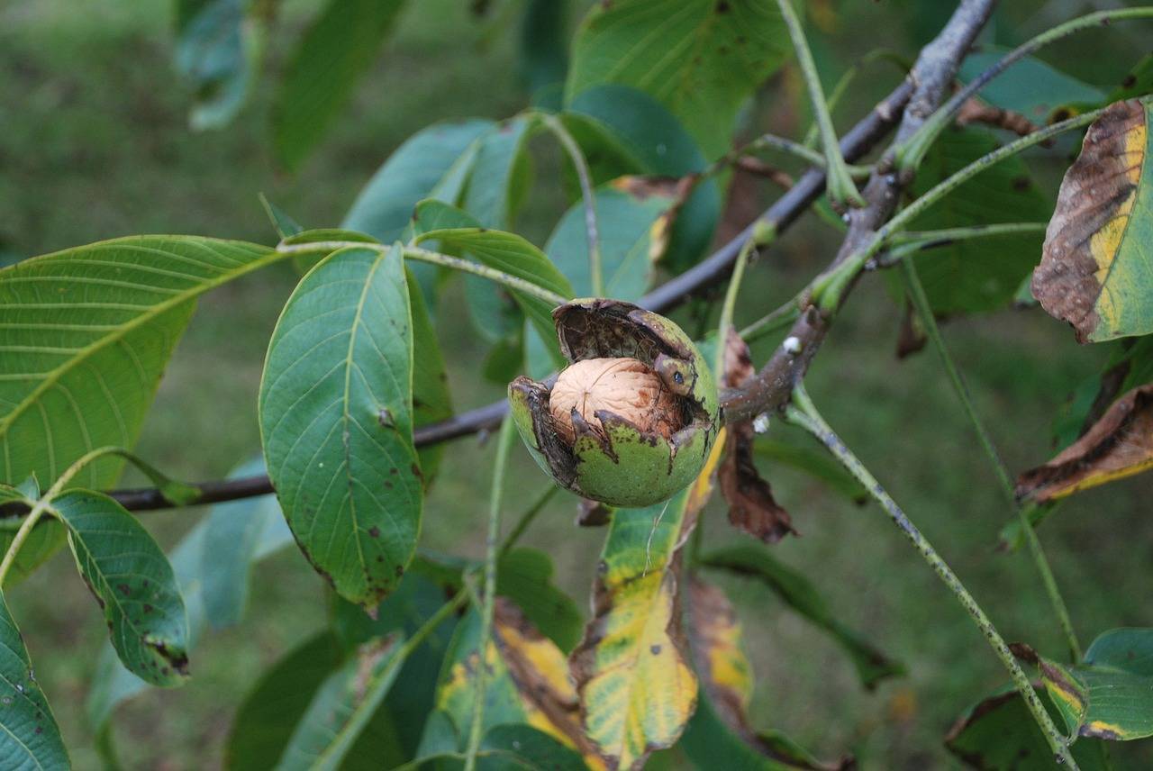 Болезни грецкого ореха ?: почему не плодоносит, вредители и борьба с ними | qlumba.com