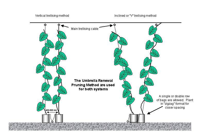 Как выращивать горох в открытом грунте: советы и рекомендации дачникам