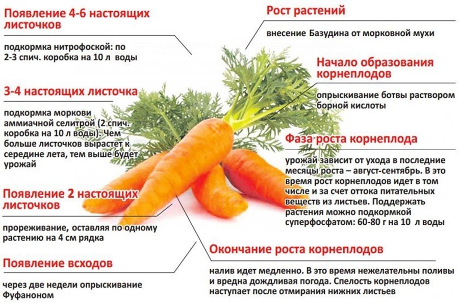 Болезни моркови и борьба с ними в условиях огорода