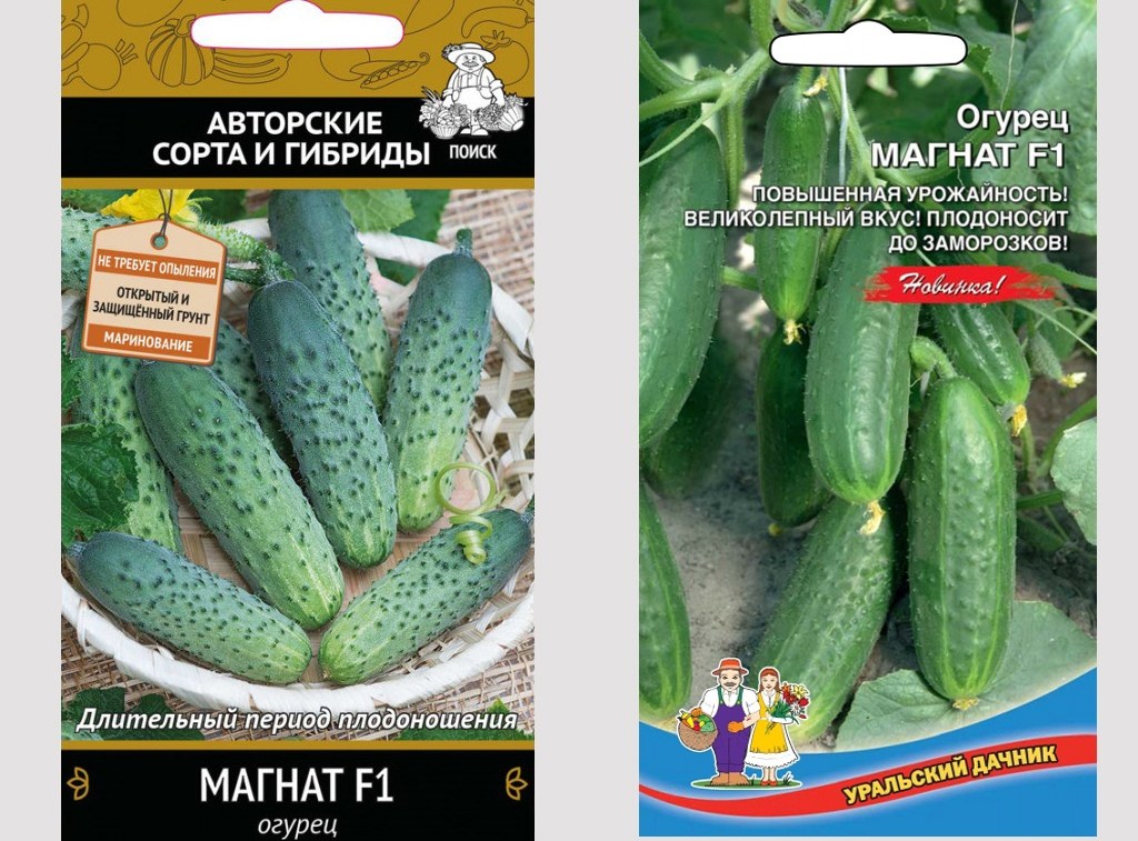 Выбираем самые сладкие сорта огурцов, которые никогда не горчат