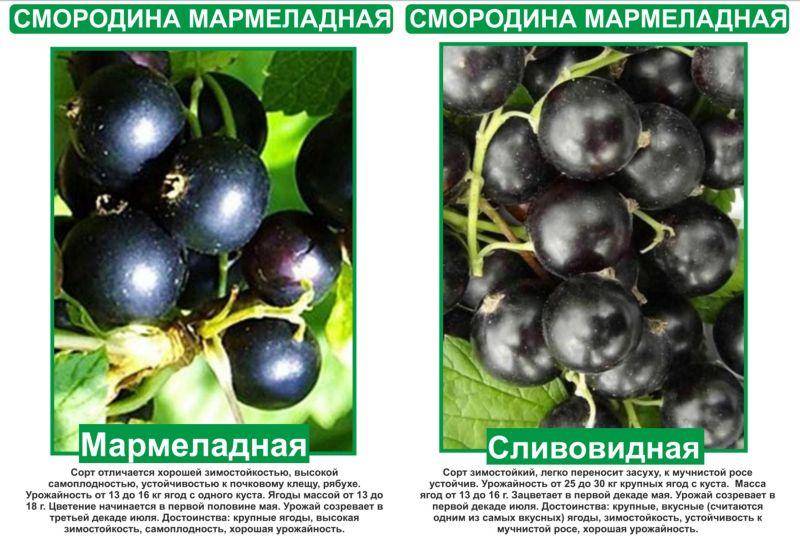 Черная смородина: посадка и уход, обрезка, размножение, описание сортов, фото