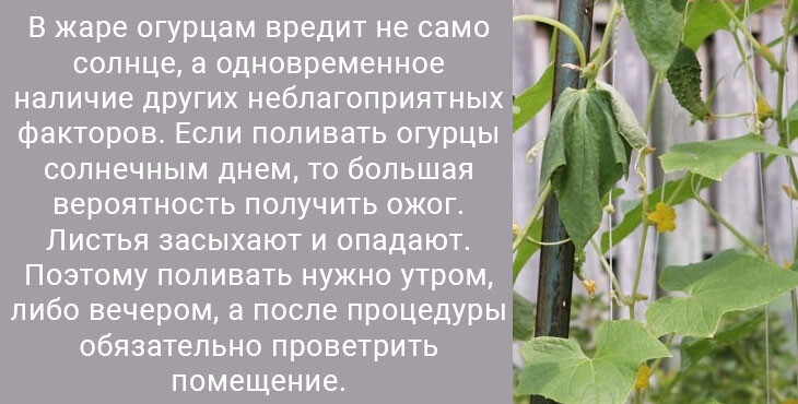 Желтеют листья у огурцов в открытом грунте. Желтеют листья у огурцов чем подкормить. Листья огурцов желтеют по краям и сохнут что делать. Почему вянут листья у огурцов в открытом грунте.