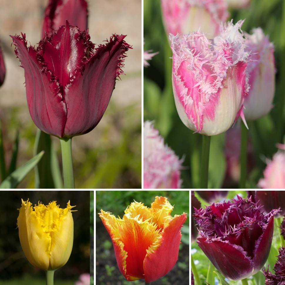 Тюльпан – описание, виды и сорта, выращивание, уход, фото