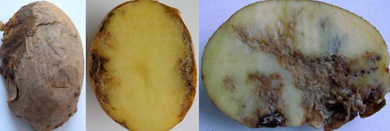 Нематода картофеля как бороться: описание, признаки и лечение болезни с фото