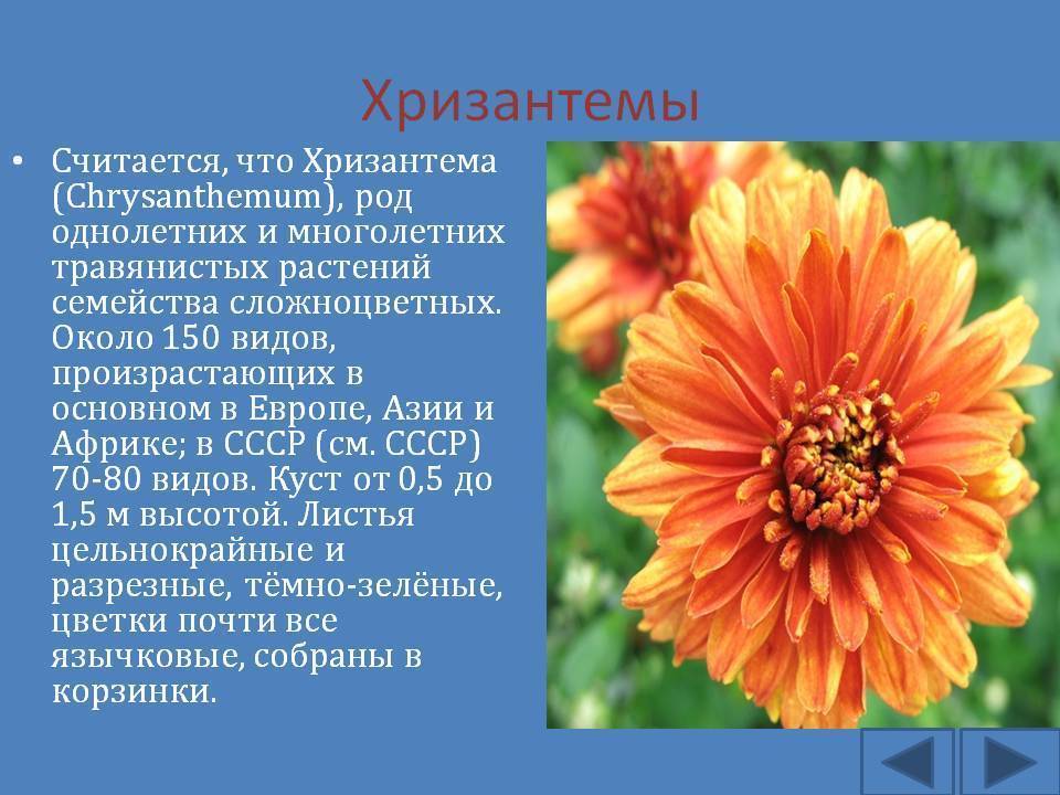 Виды хризантемы: сорта с фото и названиями