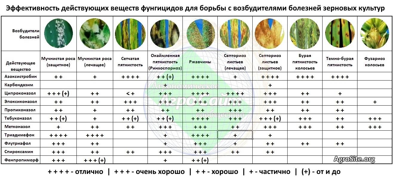 Обработка томатов от болезней и вредителей: чем брызгать, препараты, лучшие средства