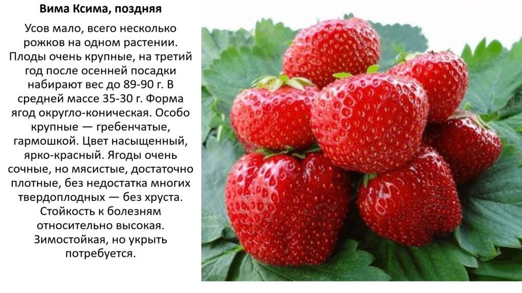 Клубника вима рина: описание и характеристики, выращивание и уход, как часта пересаживают