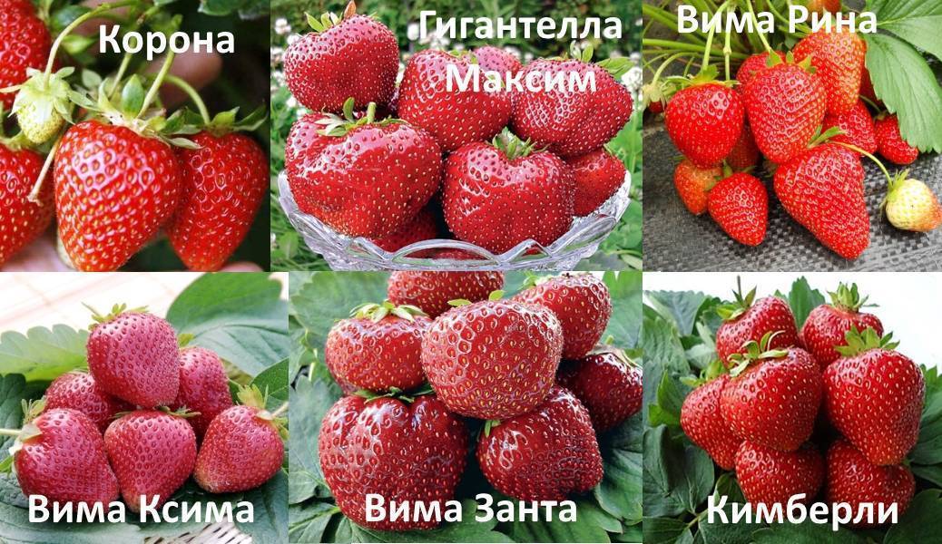 Вима рина и другие сорта элитной голландской клубники