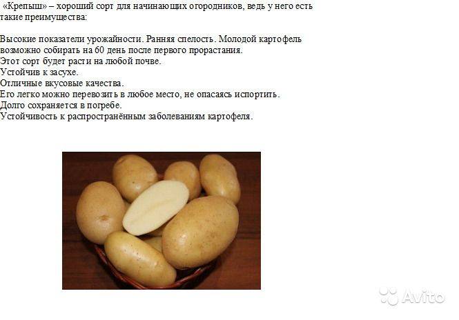 ᐉ сорт картофеля «молли» – описание и фото - roza-zanoza.ru