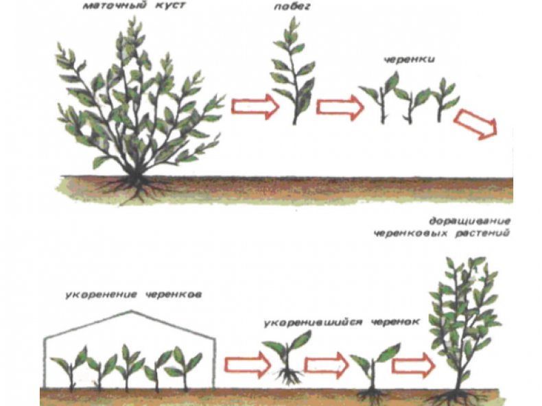 Барбарис – размножение черенками, семенами и делением