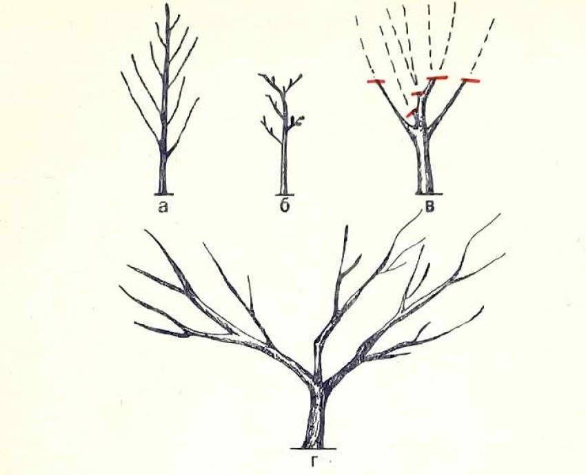 Схема формирования кроны черешни