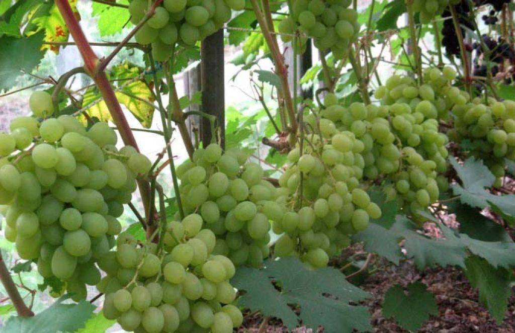 Виноград галахад: описание сорта, фото, отзывы