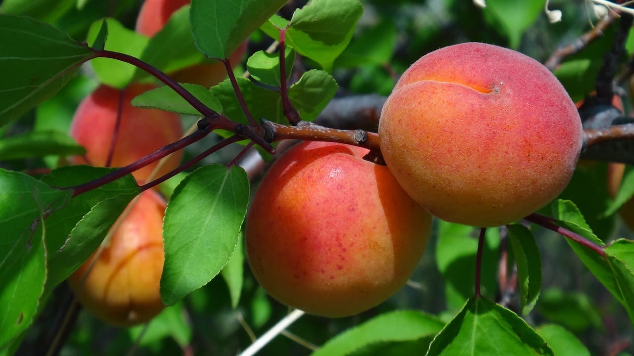 Посадка абрикоса весной: сроки, пошаговые инструкции и правила