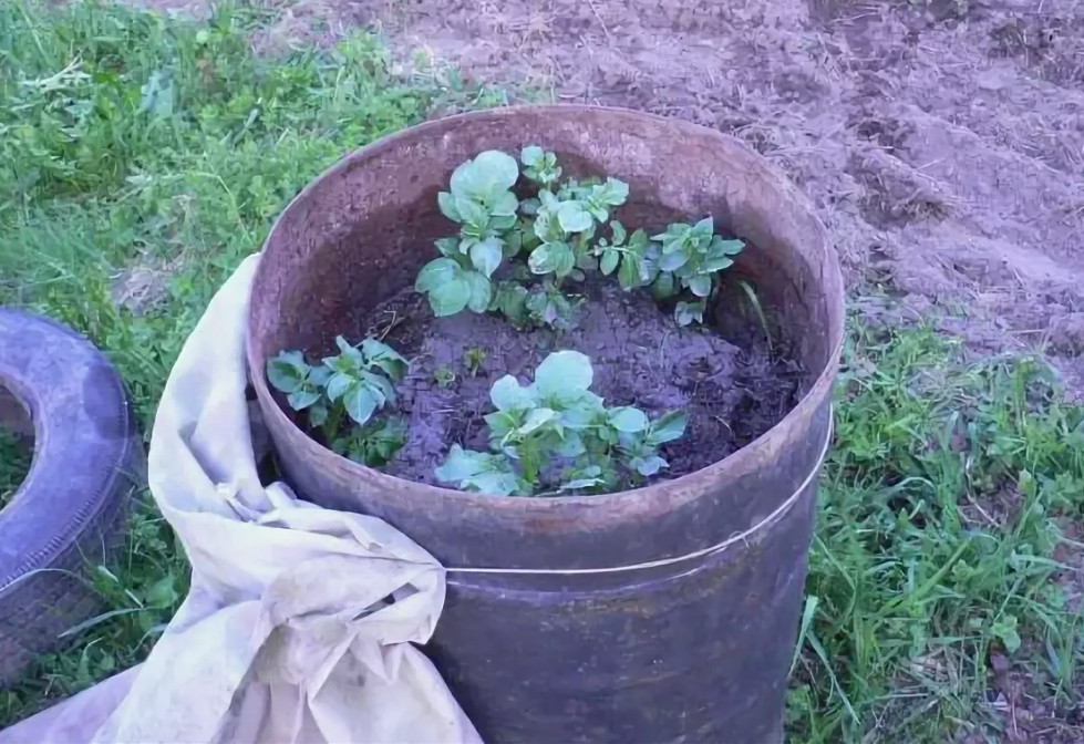 Выращивание картофеля в ящиках: особенности процесса