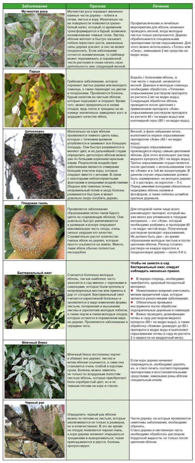 Что делать, если вы обнаружили паутину на яблоне?