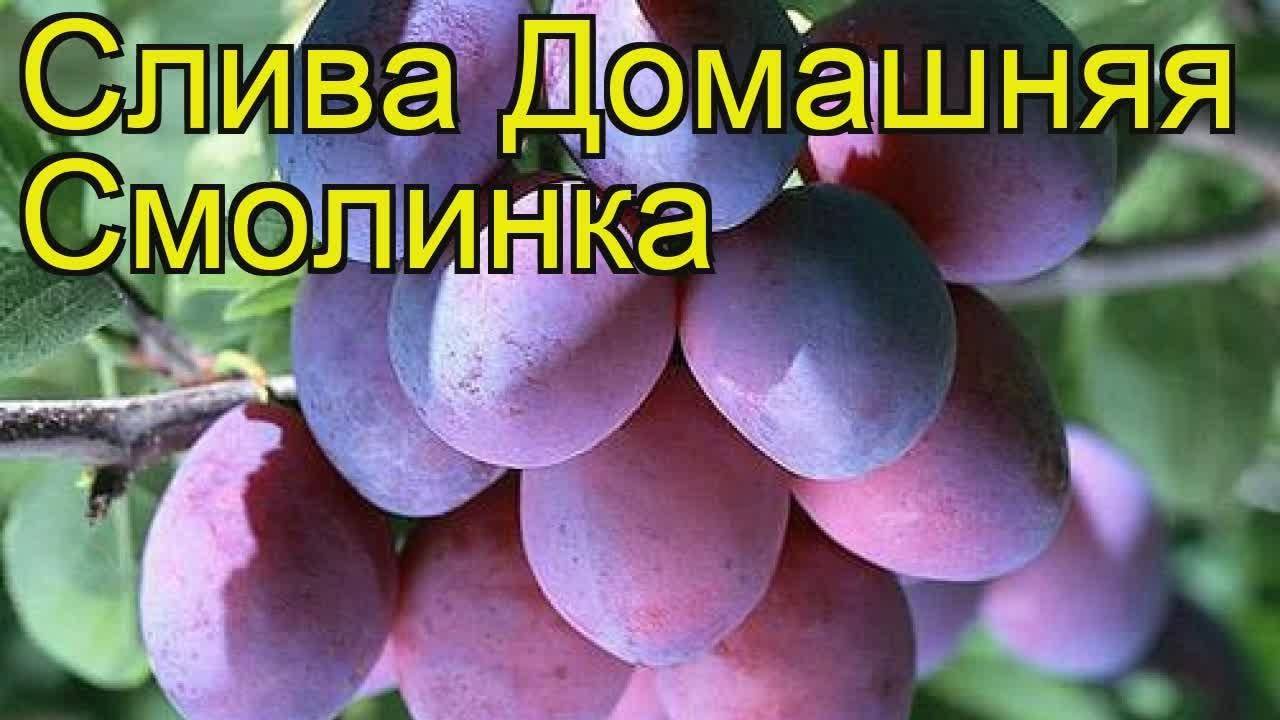 Слива смолинка: описание сорта, специфика агротехники и ухода, опылители