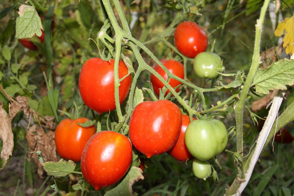 Сорт томатов «легенда тарасенко»: надежный и урожайный