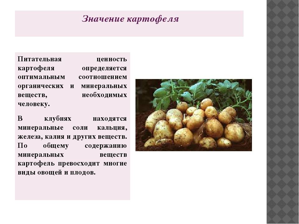 Тонкости выращивания, описание и характеристика картофеля сорта удача