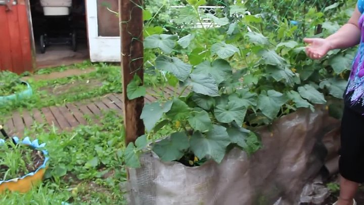 Выращивание огурцов в мешках с землей: инструкция о том, как пошагово посадить и вырастить овощи, фото и видео процесса посадки