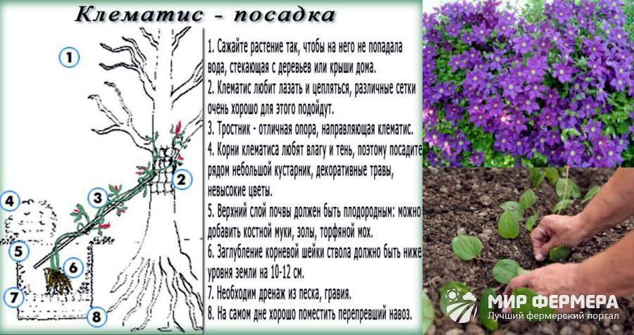 Клематис: размножение семенами, особенности посадки в грунт, правила ухода и рекомендации специалистов - sadovnikam.ru