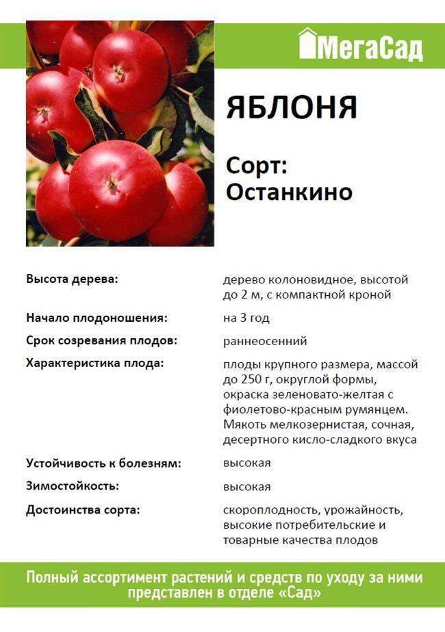 ✅ семеренко яблоки полезные свойства - nlifegroup.ru