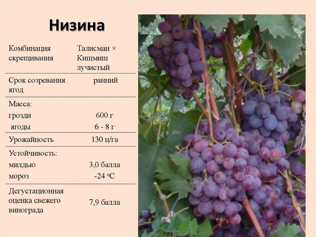 Сорта виноград в сибири: суперранние, с описанием
