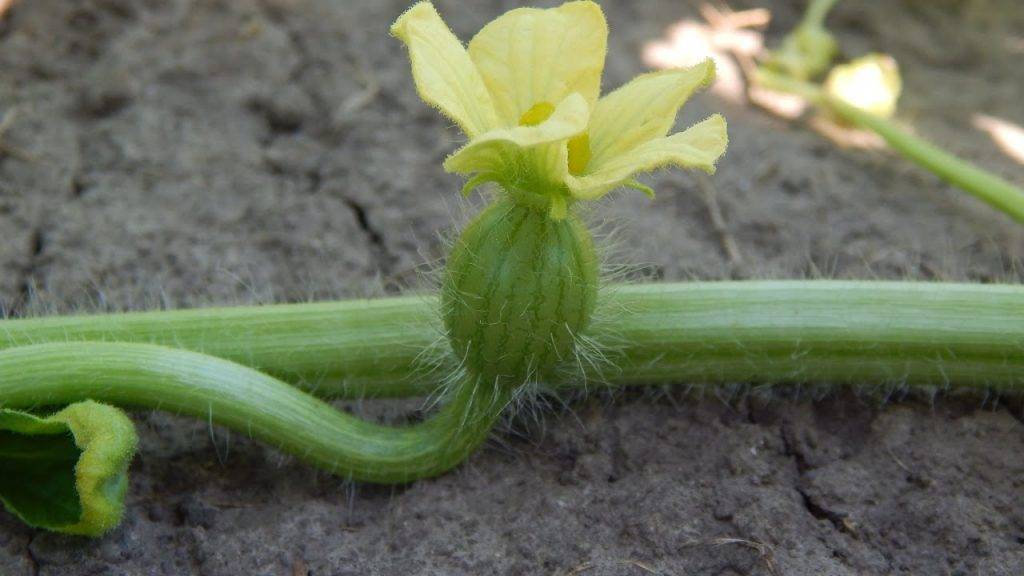 Как выращивать дыни в теплице: от посадки до урожая