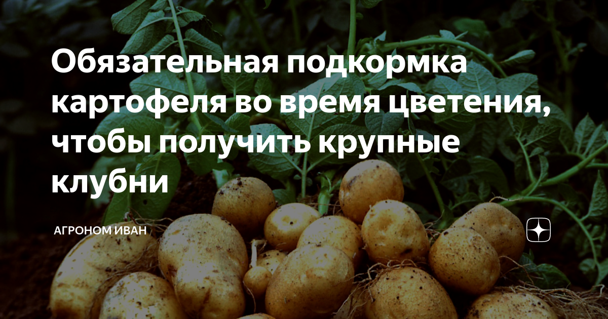 Схема подкормки картофеля - сельхозобзор.ру