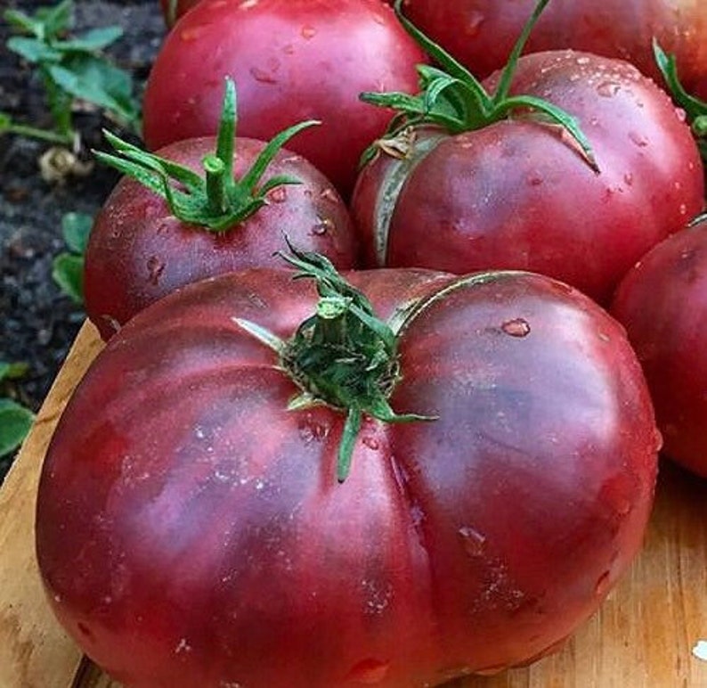 Характеристика томата чероки пурпле фиолетовое сердце и культивирование сорта