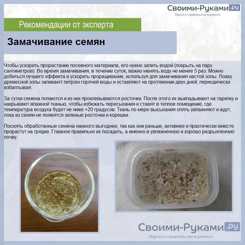 Рассада помидоров в домашних условиях - посев, выращивание и уход