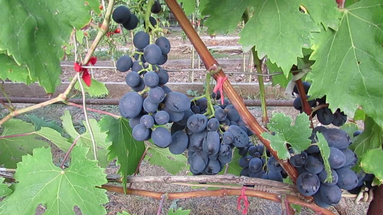 Виноград "фуршетный": описание сорта, выращивание и уход
